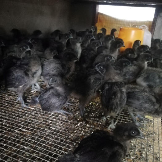 什邡市乌骨鸡苗   黑乌快大黑脱温鸡苗品种齐全，诚信第一