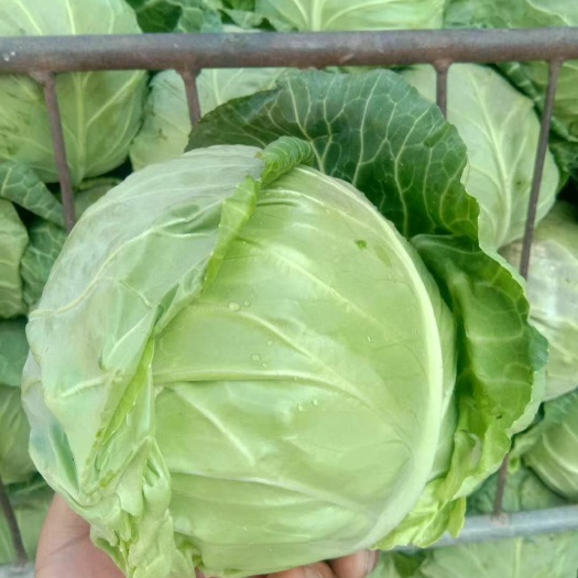临洮县绿包菜  精品甘蓝大量上市