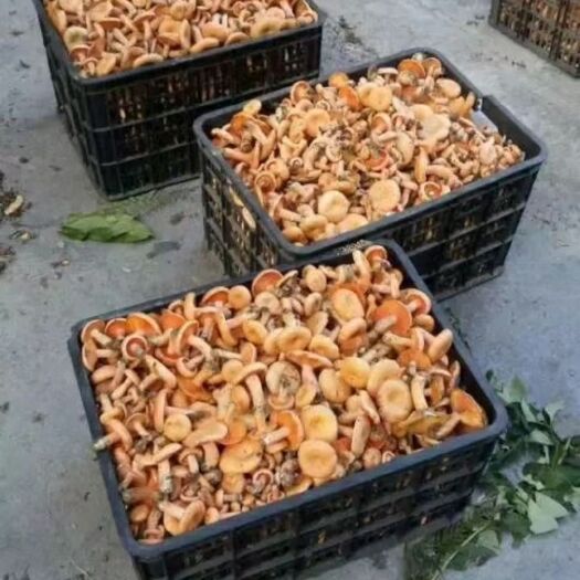 贵阳松树菌 山货来了