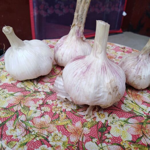 濮阳县 大蒜个大，