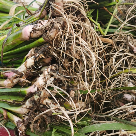 微山县 菖蒲