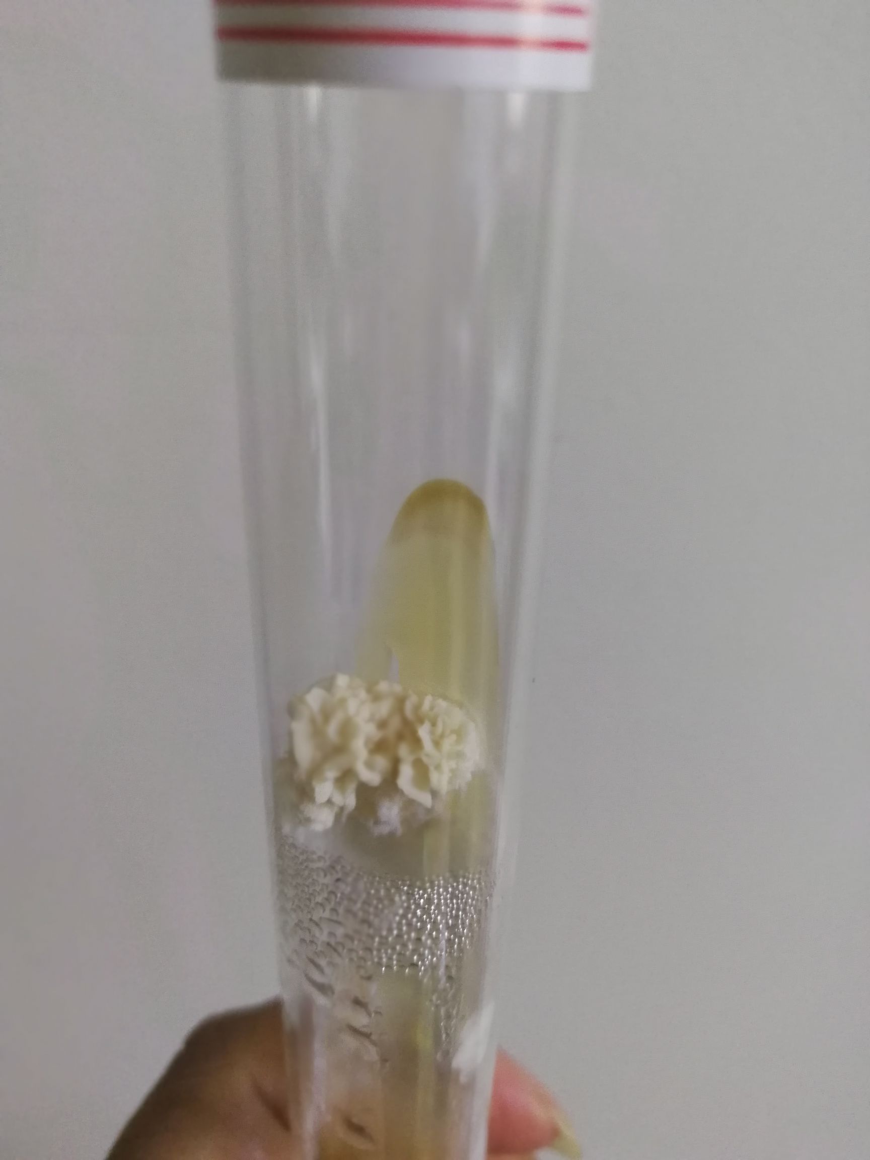 哈尔滨绣球菌菌种母种，一级菌试管菌出售，食用菌栽培及技术量大从优