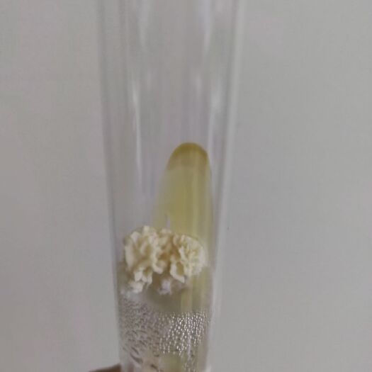 哈尔滨绣球菌菌种母种，一级菌试管菌出售，食用菌栽培及技术量大从优