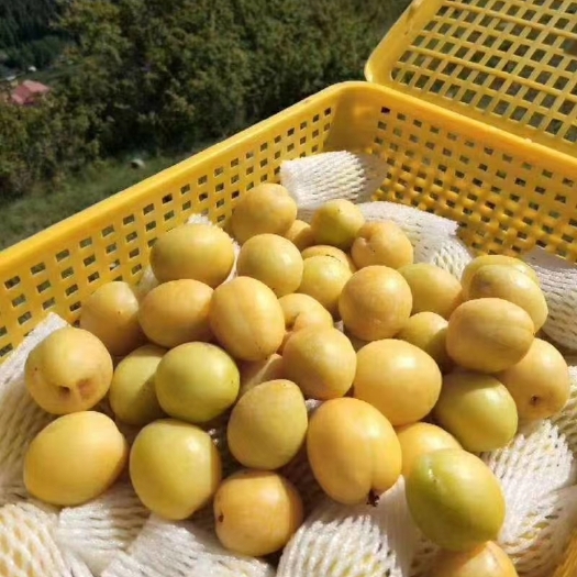 库车市 新疆小白杏