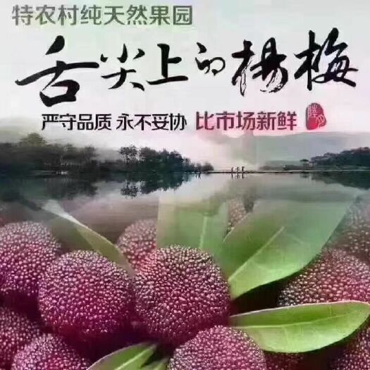 余姚市荸荠杨梅  余姚杨梅，高山无污染杨梅，丈亭梅溪杨梅