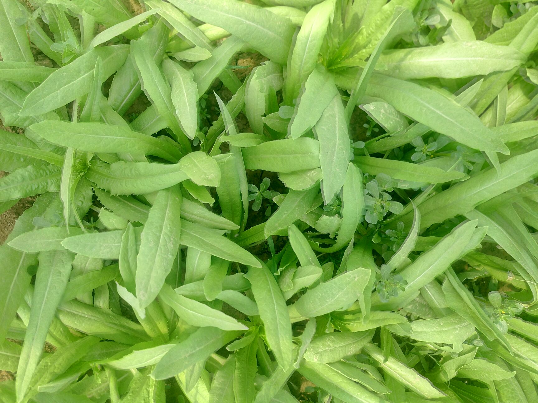 青油麦  新鲜油麦菜