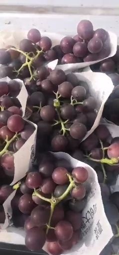 金乡县山东万亩葡萄基地