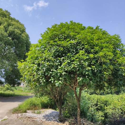 临武县大量优质桂花树(16～20公分），欢迎各大批发商前来采购。