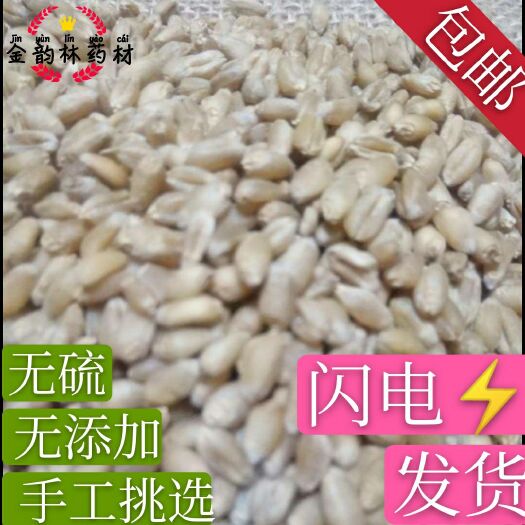 安国市淮小麦怀小麦新货发芽率高无硫 颗粒饱满（药用 ）袋装 包邮