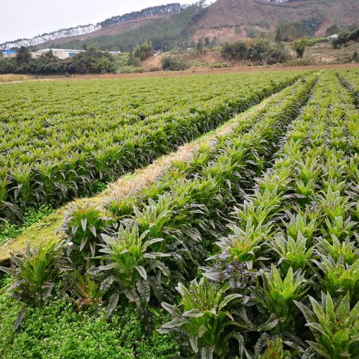 闽侯县福建永安飞桥莴笋，叶片红，高桩节稀，茎高大棒，皮薄肉厚