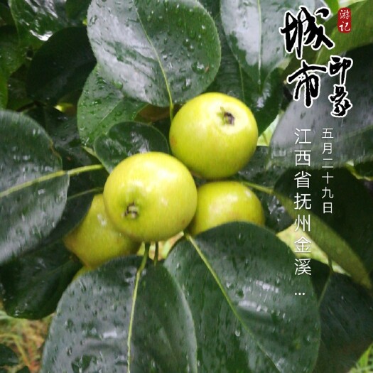 金溪县翠冠梨 果园直销，价格优惠