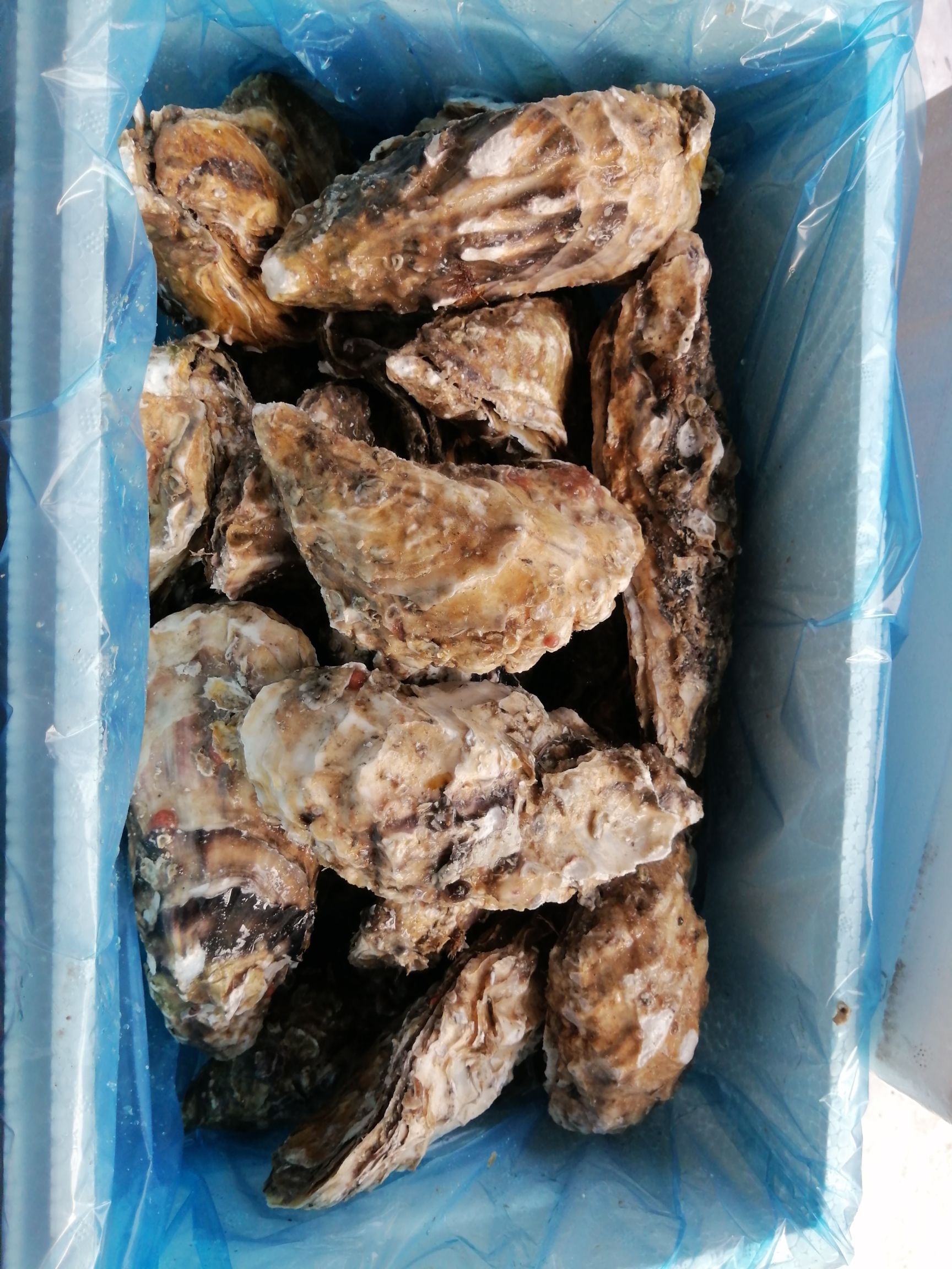 乳山牡蛎 乳山三倍体生蚝，3-4两8.5/斤