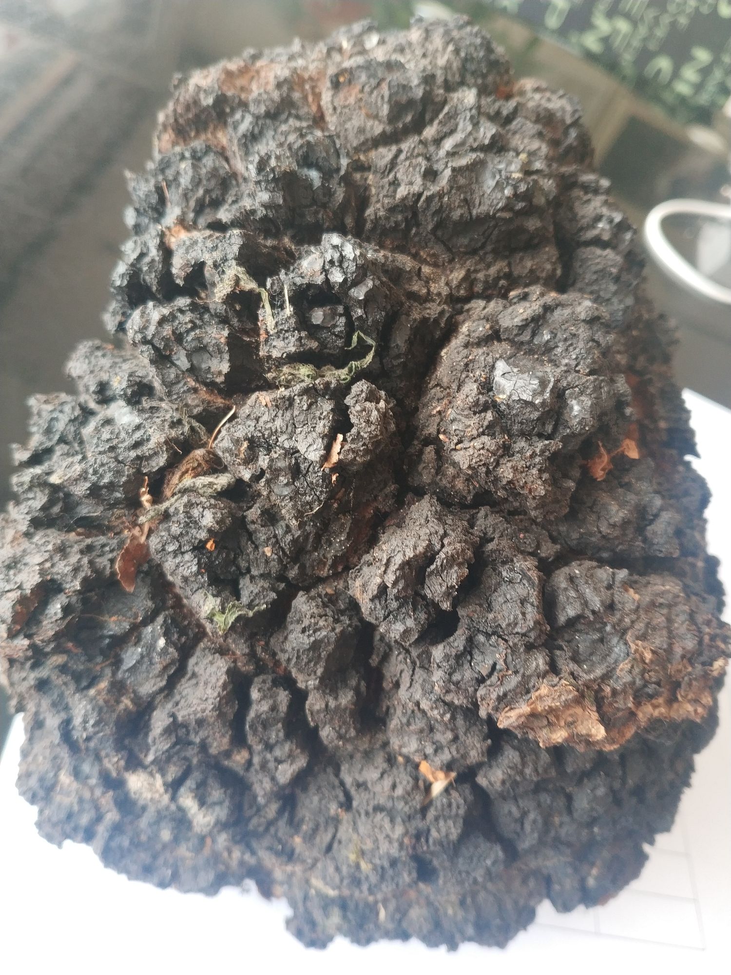  桦树茸，自己上山碰到的