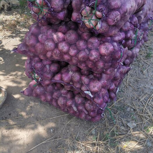 宁阳县 新地头茬二红洋葱。无膨大剂。