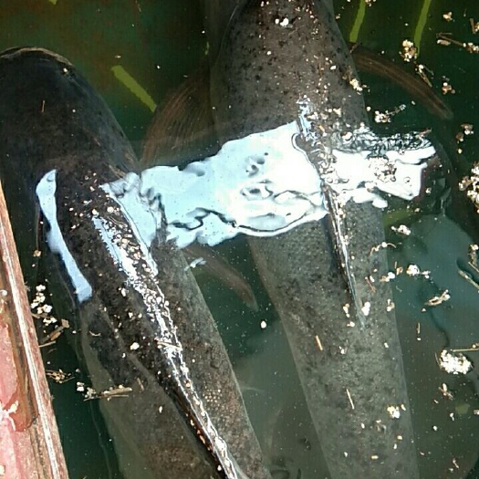 望谟县 鲤鱼