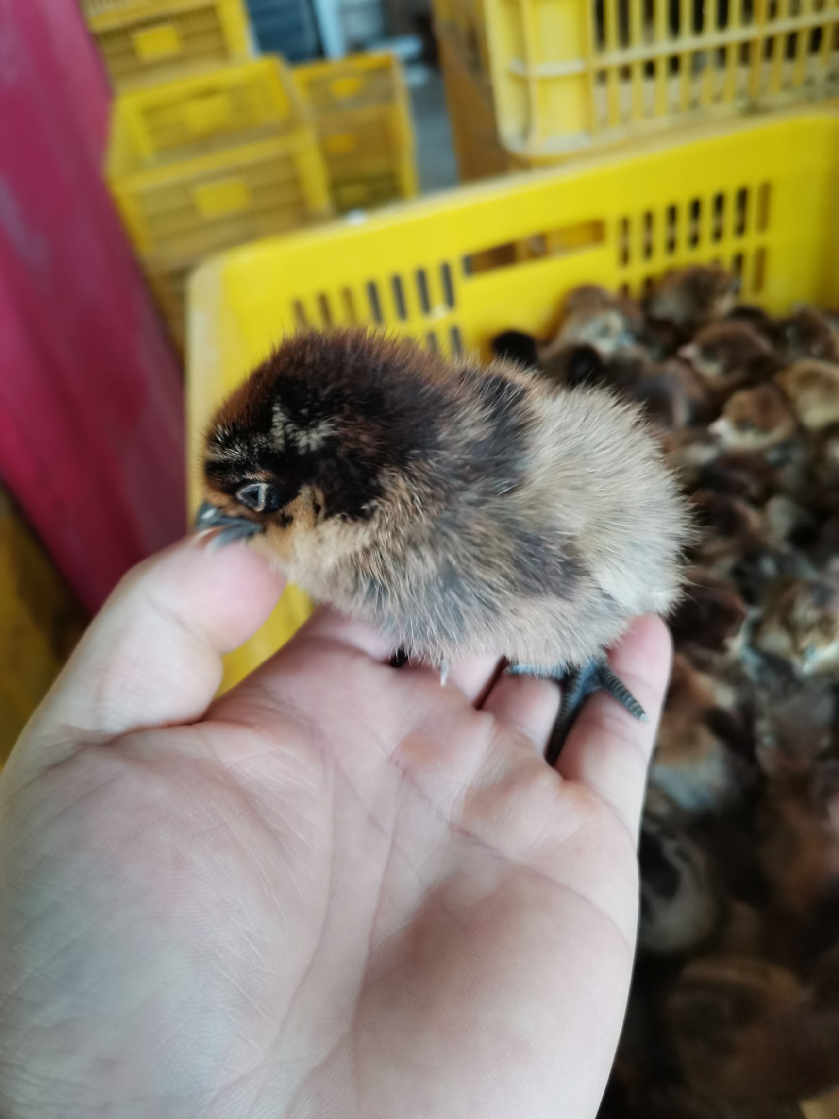 乌骨鸡苗  快大型麻羽乌鸡