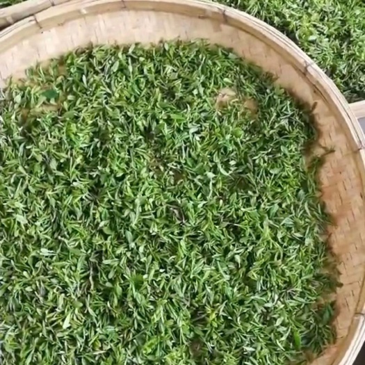 济南 日照绿茶园现炒