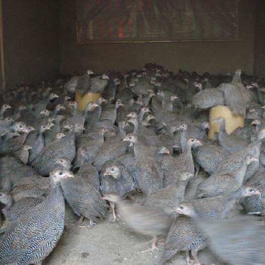 南宁 珍珠鸡苗