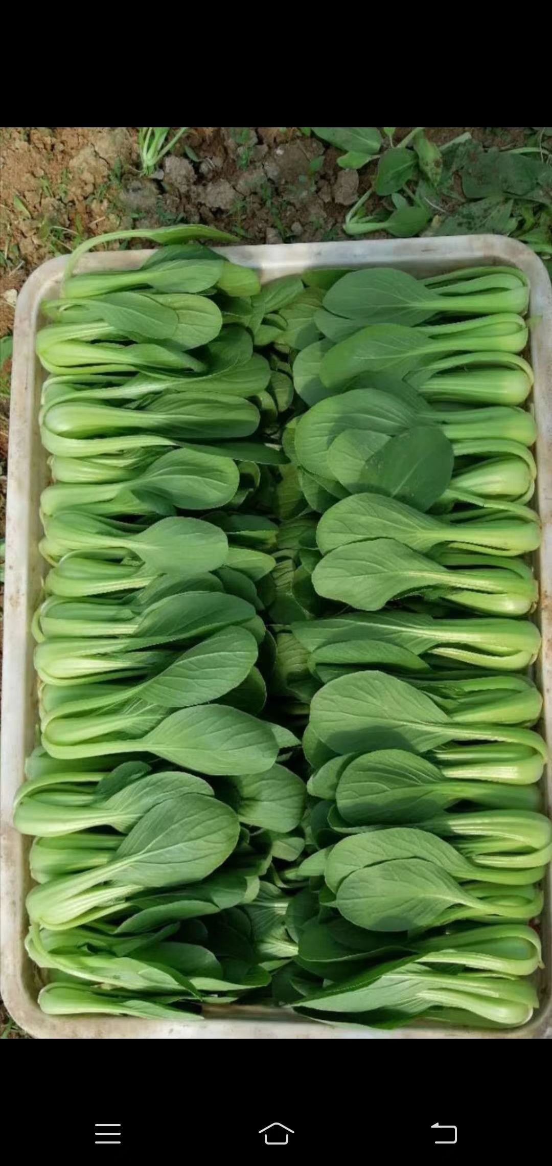 山东省邵庄镇叶菜基地 油菜 上海青 快菜 叶菜产地