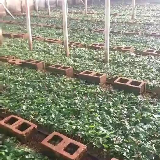 昆明红玫瑰  梦成玫瑰月季基地