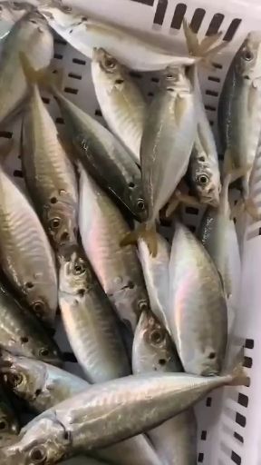  巴浪鱼，本地海域捕捞的巴浪鱼，大量批发