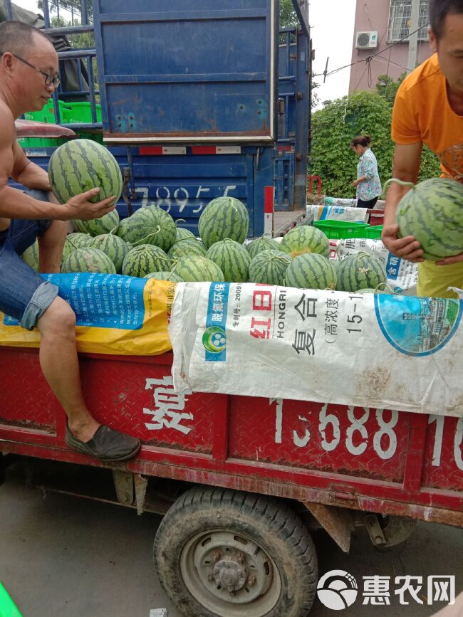 红岩美都，九成熟，黑籽，