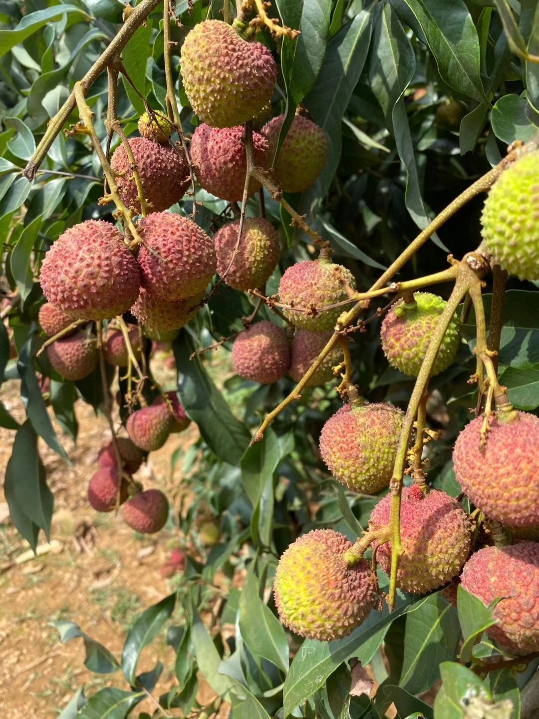  高州荔枝4元每斤