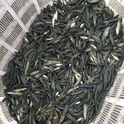 沭阳县 投放鱼苗时间，有意者请选购