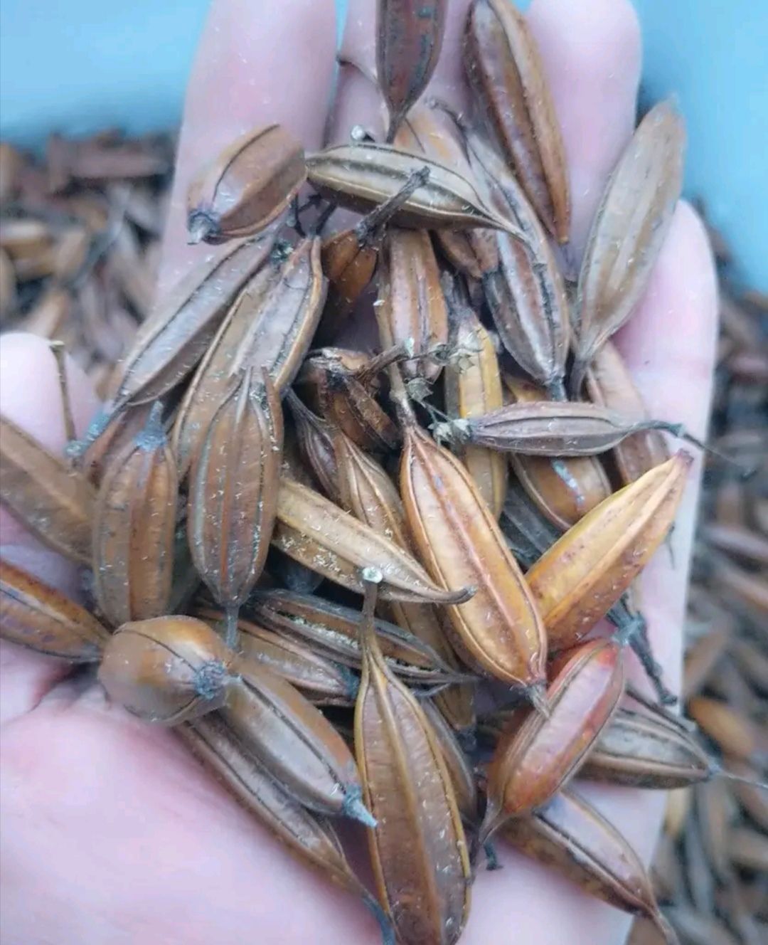 昆明白芨果夹 白芨种子 高出芽 基地直销