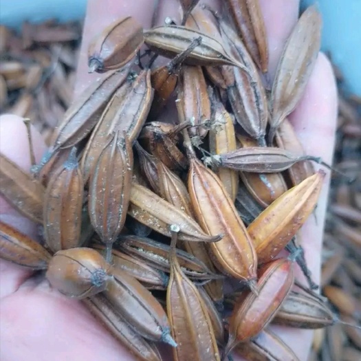昆明白芨果夹 白芨种子 高出芽 基地直销