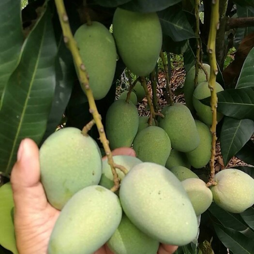 田东县 广西百色小台农芒果1.2