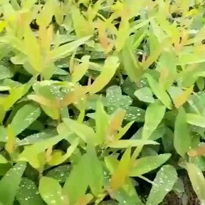 宾阳县生长速度最快3229桉树苗，抗病害能力强！