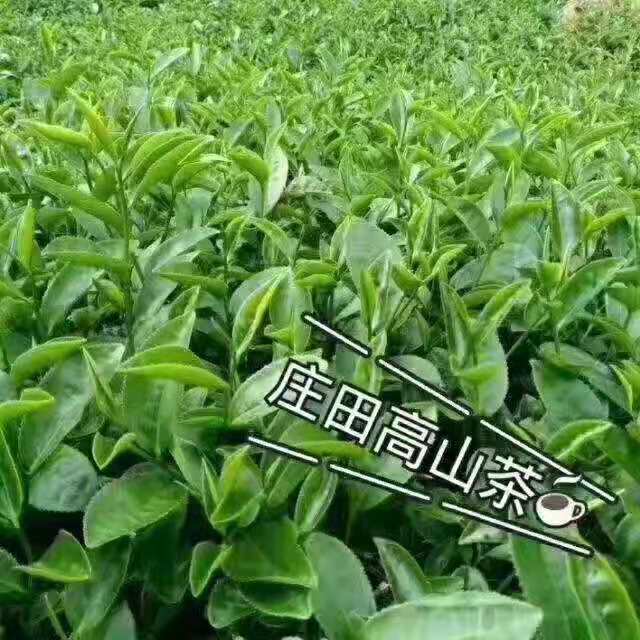 金萱绿茶 春茶，清明茶，味醇甘浓香，色香味具全，口齿喉咙留香