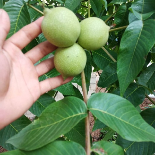 昌宁县山核桃 悠悠香