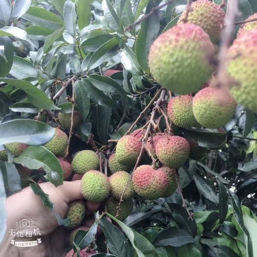 妃子笑荔枝  三月红荔枝   火爆出炉上市