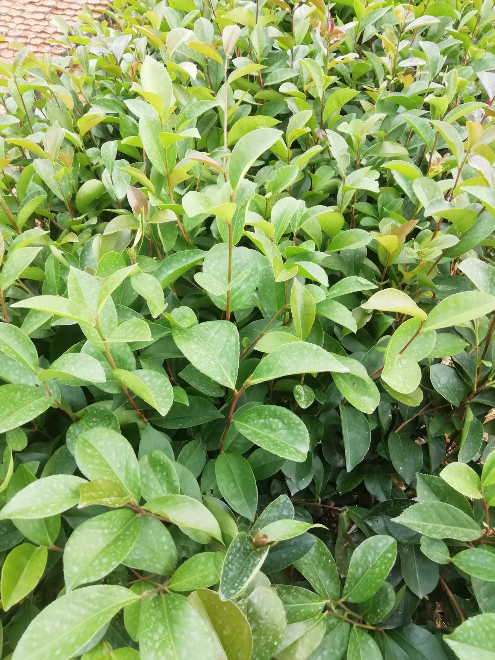 油茶苗 油茶树