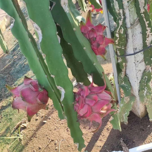 遂溪县实力代办火龙果大量有货