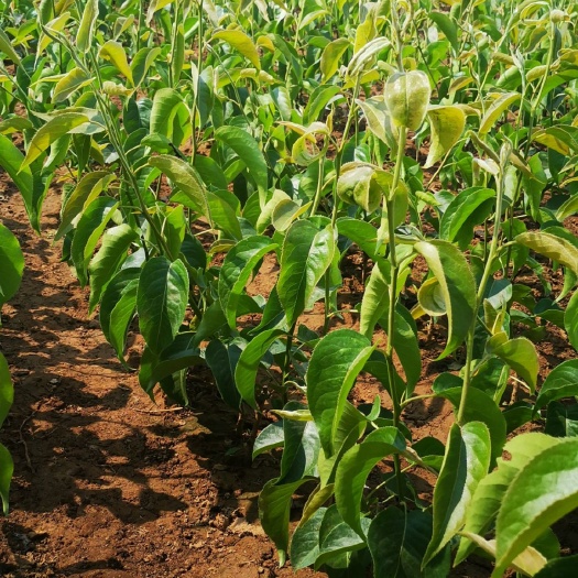 临沂苹果树苗 基地直供梨树苹果树桃树山楂树柿子树苗等各种果树苗