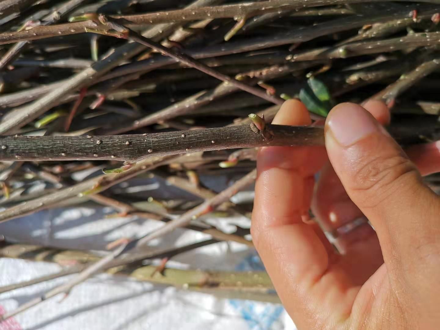 无刺花椒苗  武都无刺嫁接穗条长度50公分左右提供嫁接技术