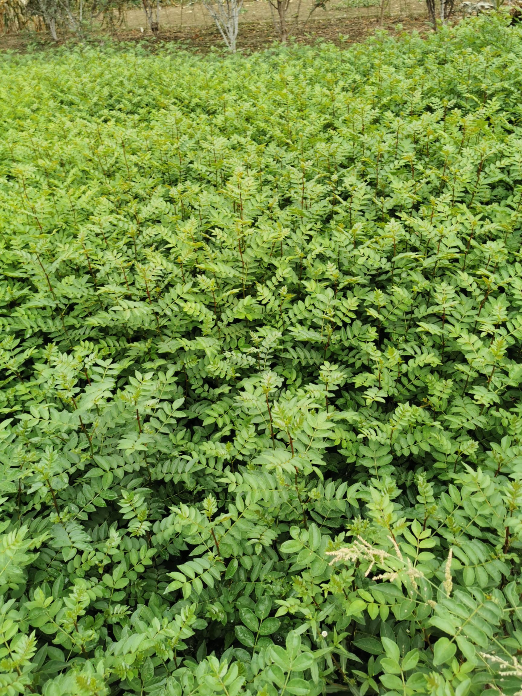 陇南 武都 花椒籽  花椒种子 无刺嫁接砧木种子提供嫁接技术