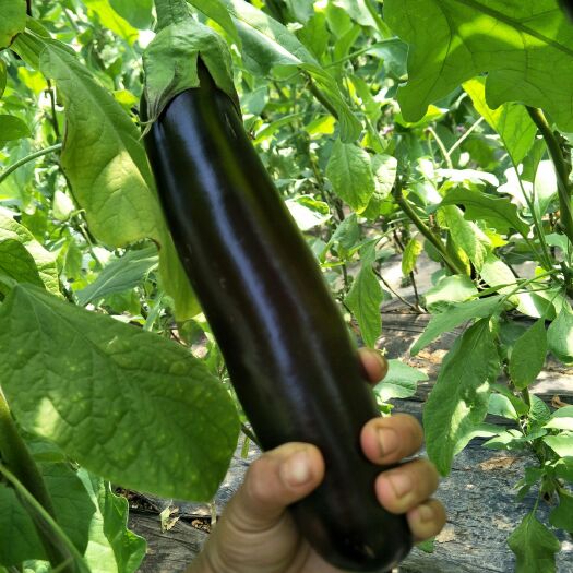 莘县 765长茄绿把个头均匀颜色好