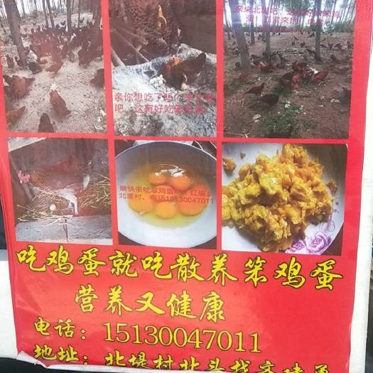 大名县 笨公鸡，笨鸡蛋出售