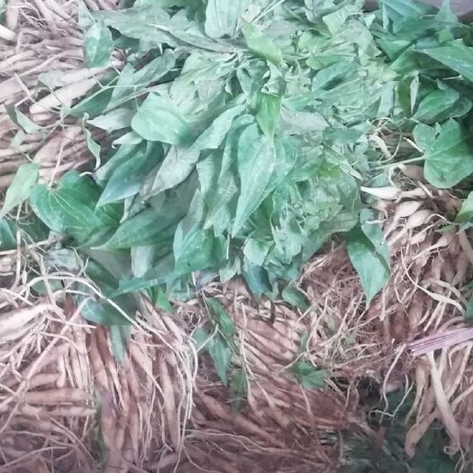 融安县 百部，高产，易管理