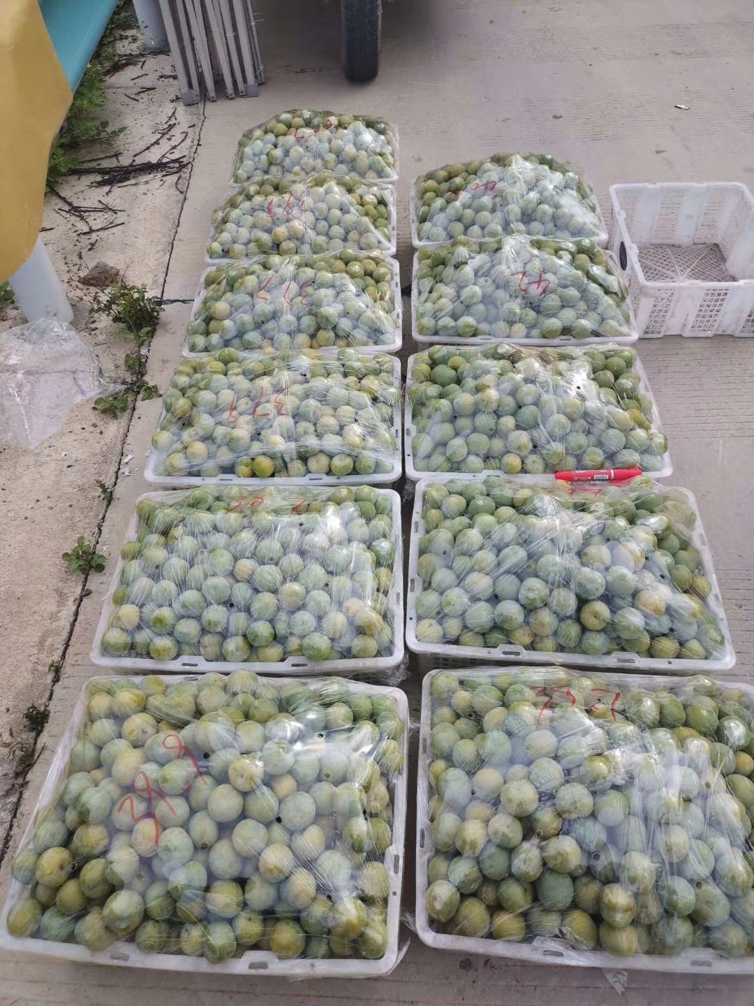  四月李，商家保证，剂，天然，个大味甜。
