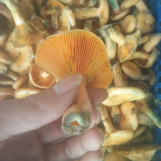 深圳蘑菇 纵树菌