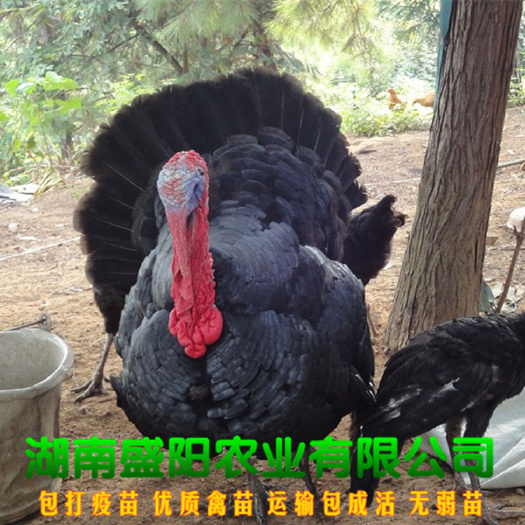 衡阳厂价直销正宗贝蒂娜火鸡苗出厂疫苗到位路上包运费另有青铜火鸡苗