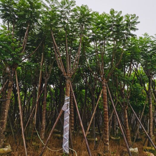 普宁市 低价供应自家15-20分蓝花楹，量大价优！