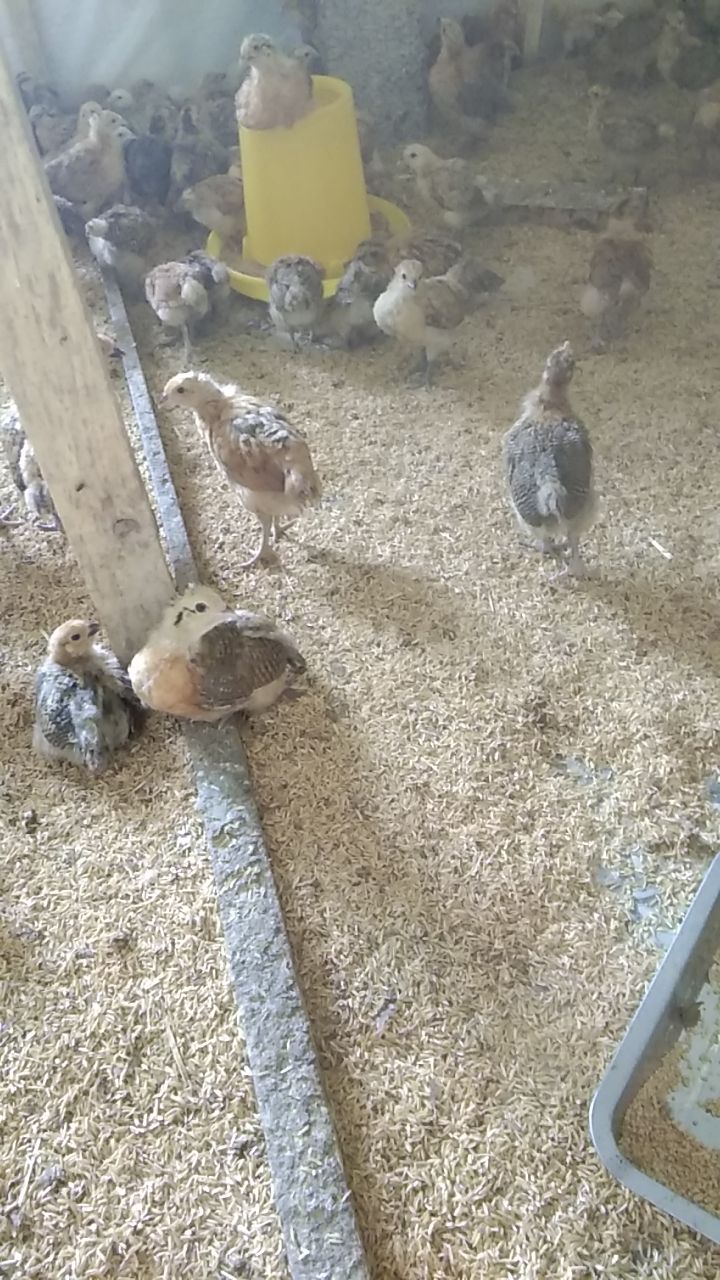  脱温土鸡苗，脱温黑羽鸡苗，脱温青脚土鸡苗