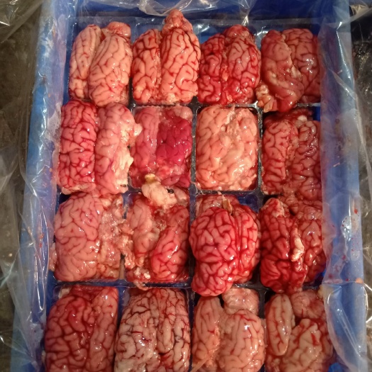 阳信县羊脑花 羊脑 都是鲜冻的！