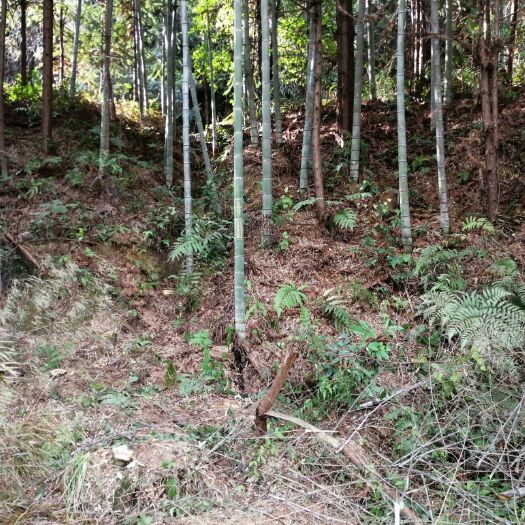 南雄市 大量出售毛竹，上万亩承包林场，取之不尽的货源，非诚勿扰！